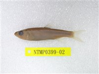 藏品(粗首鱲)的圖片